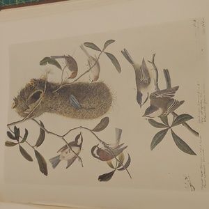 Vintage John Audubon  Bookplate Print. Chickadess & Bush Tanagers